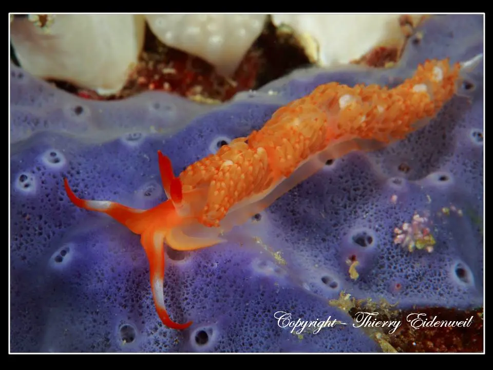 Anilao Macro Dive Media Highlight